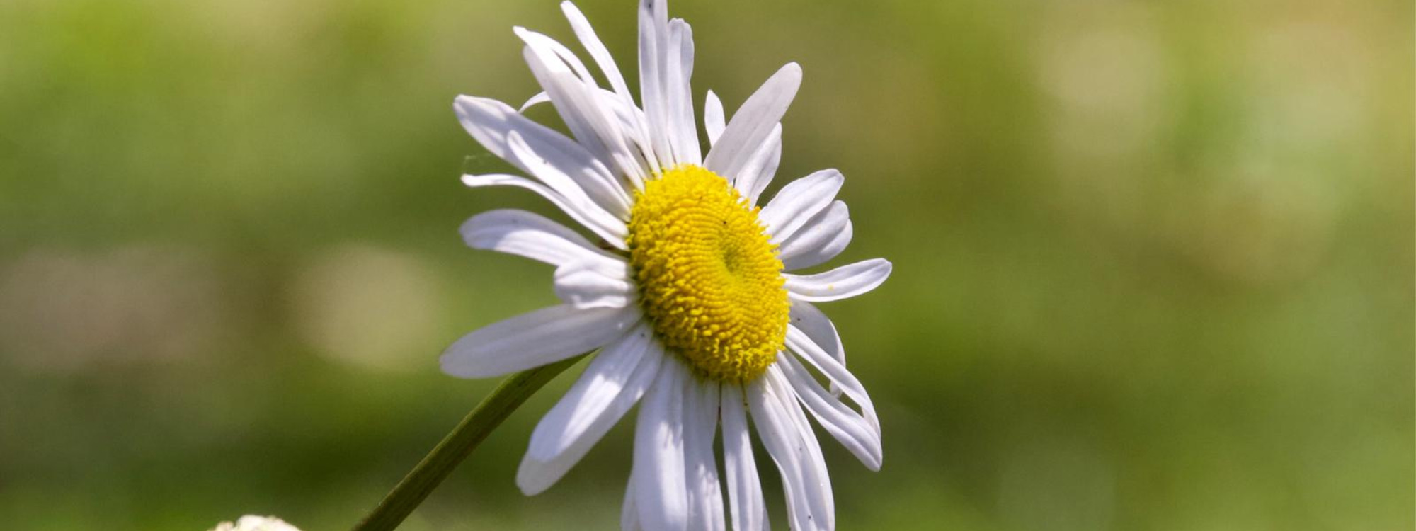 St Illtud's Church*Upcoming Events*What's On?