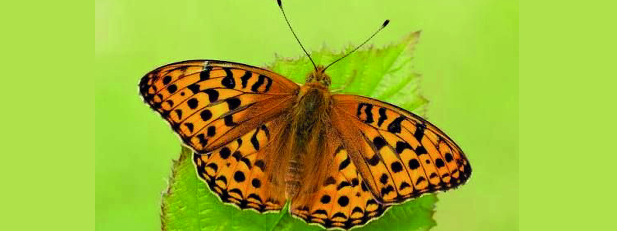 The High Brown Fritillary*Our Rare Butterfly*See More...