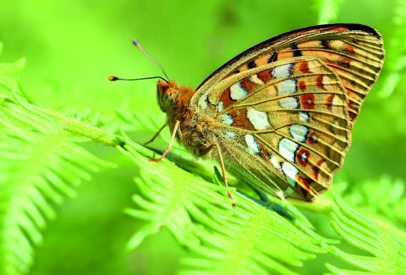 Butterfly 2